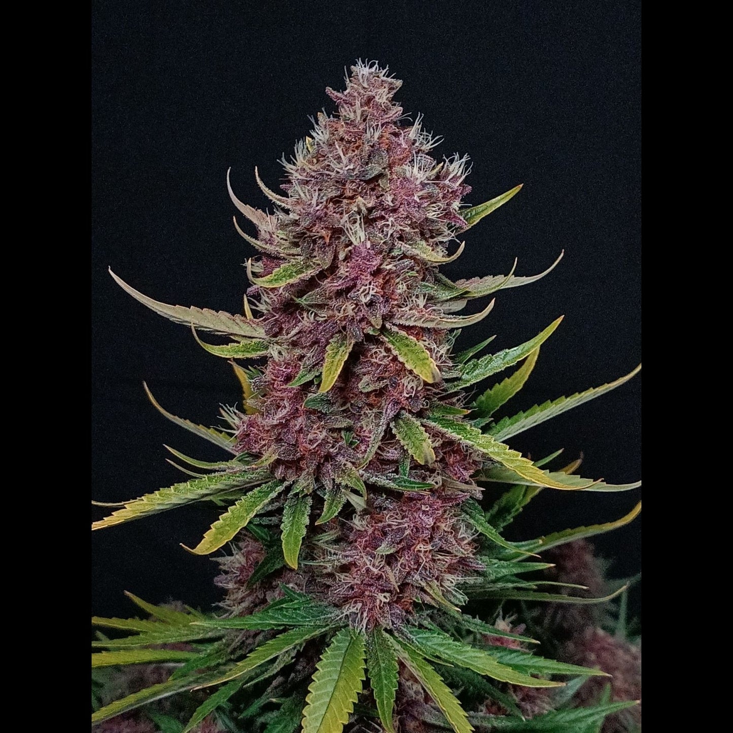Ztrawberriez Auto