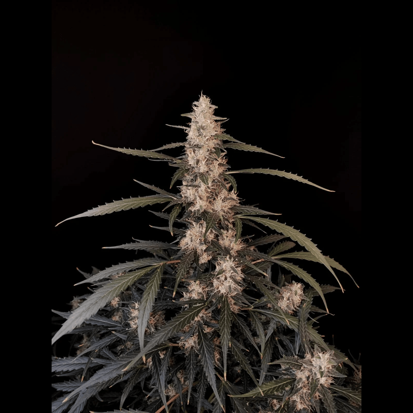 Amnesia Haze Auto