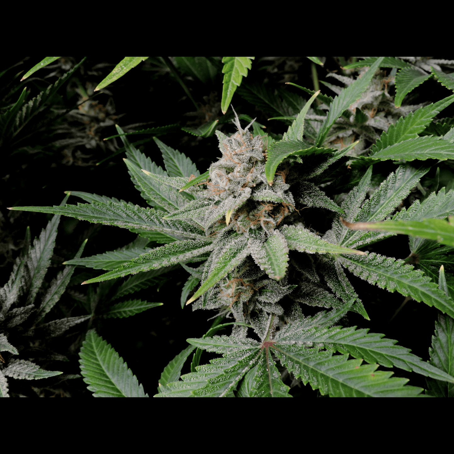 Cherry Cola Auto