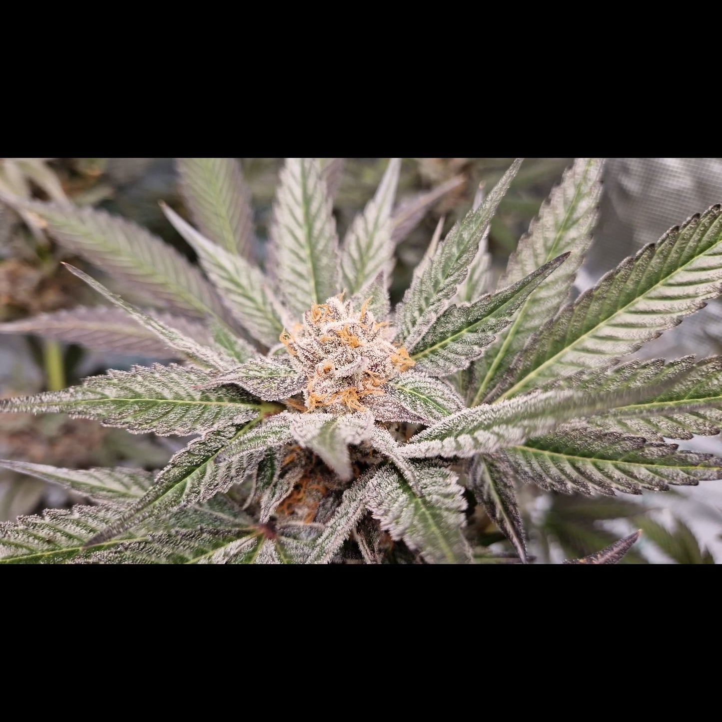 Lemon Mandarin