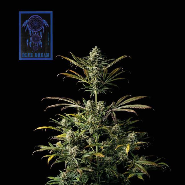 Blue Dream