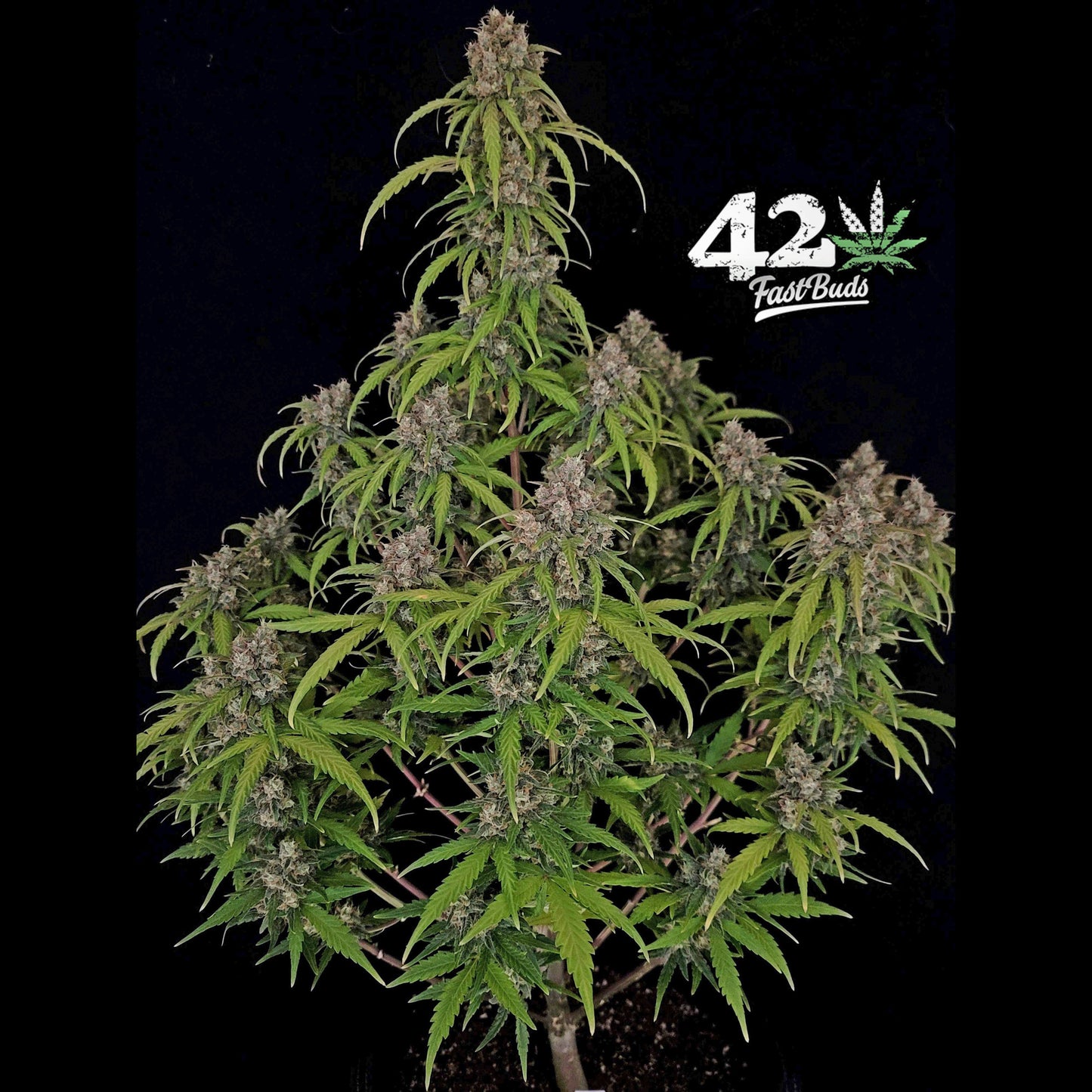 Californian Snow Auto