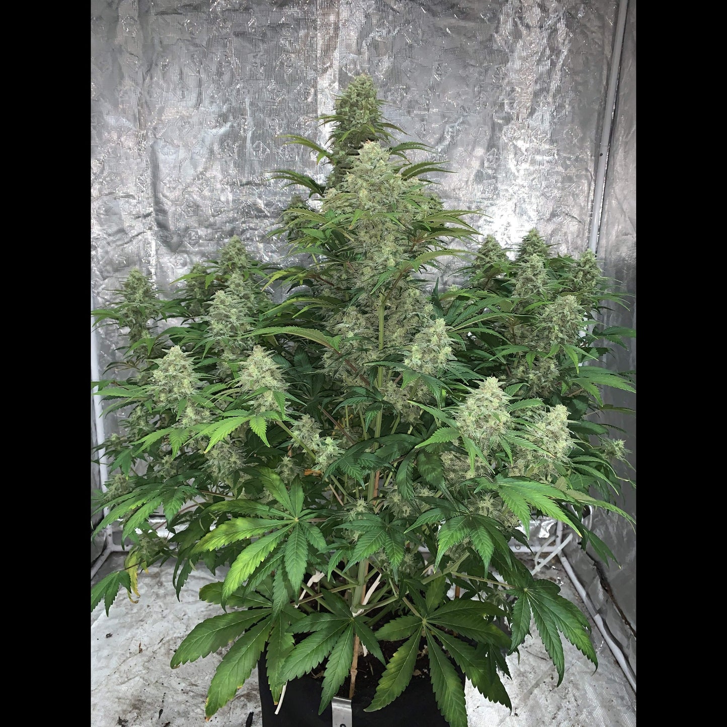 Blue Dream Auto