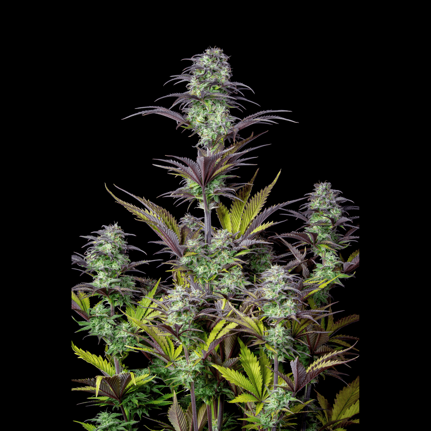 Blueberry Auto