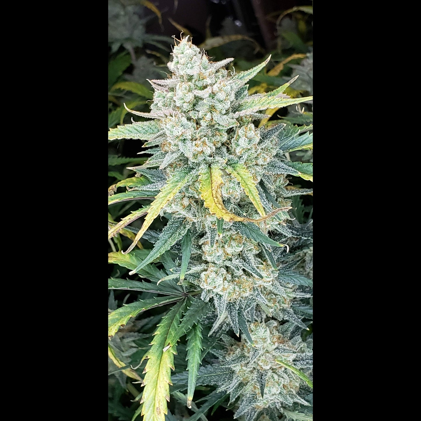 AK Auto