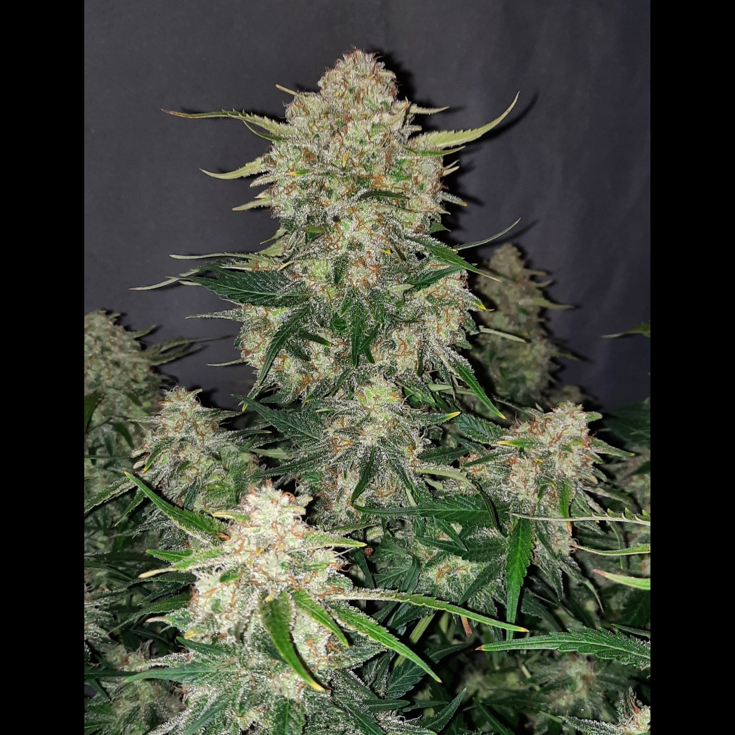Chemdawg Auto