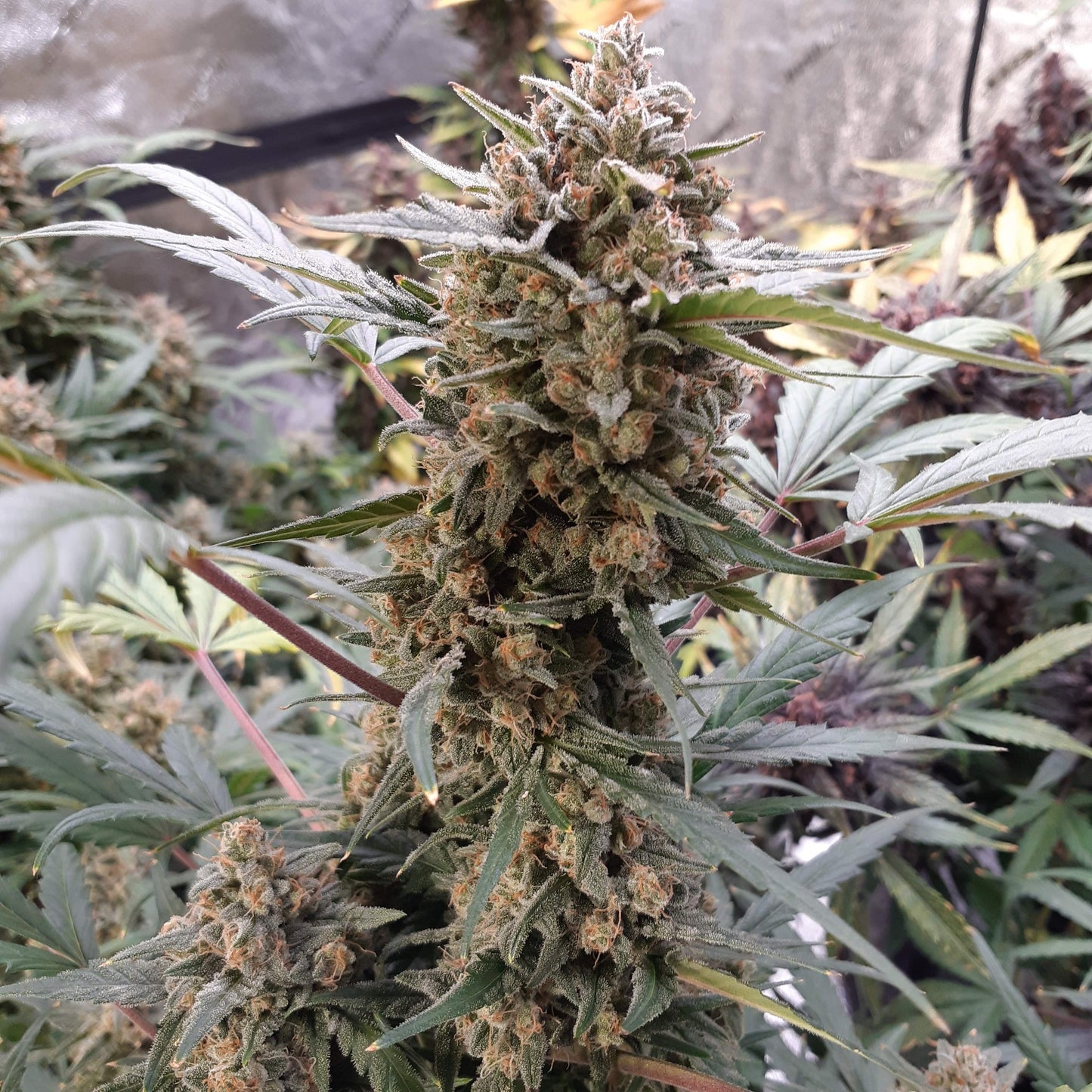 BubbleGum Auto