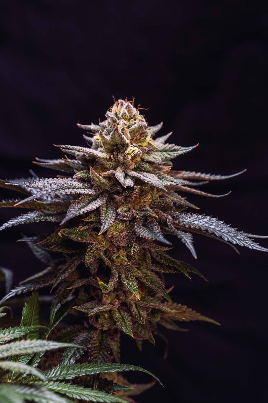 Gorilla Melon