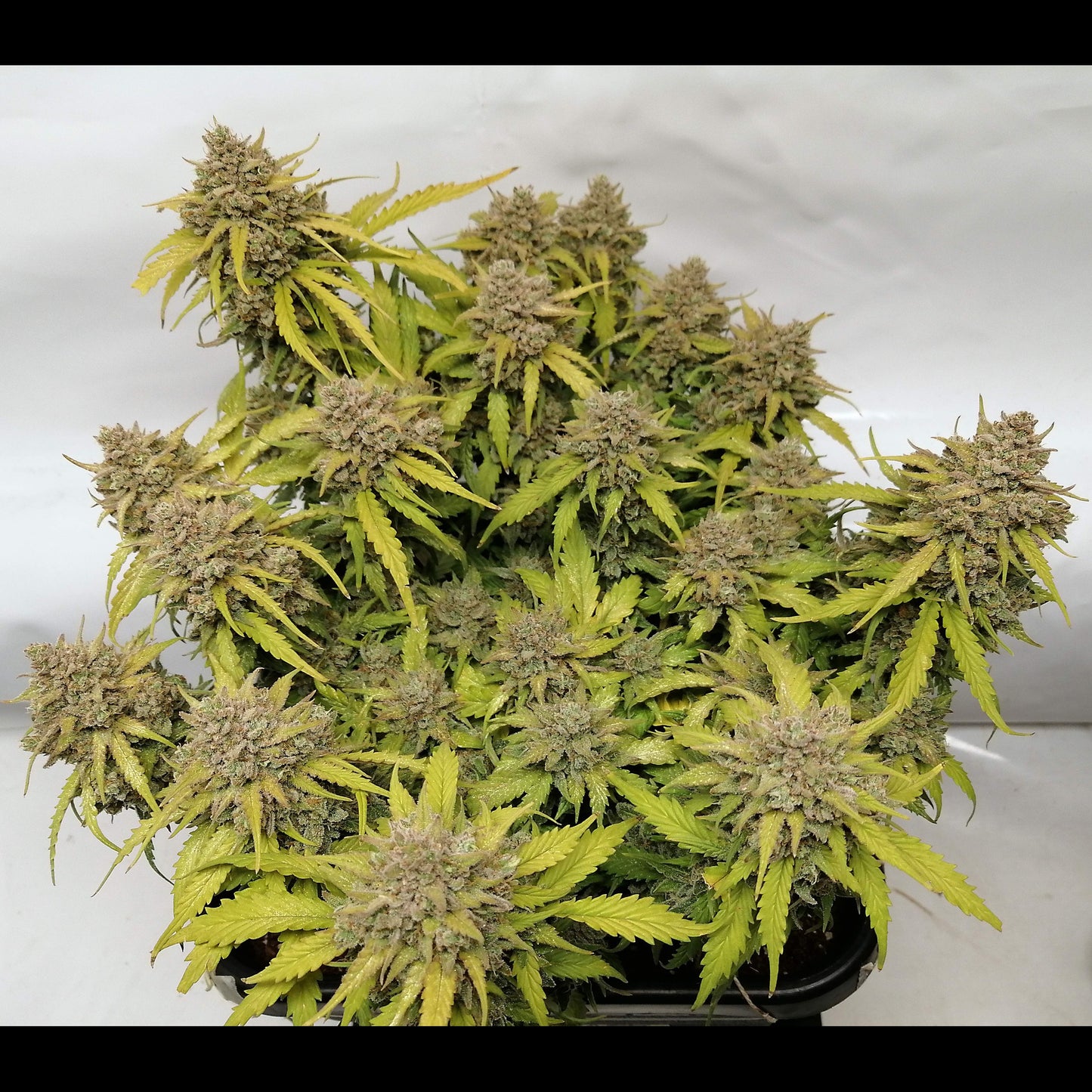 Amnesia Haze Auto