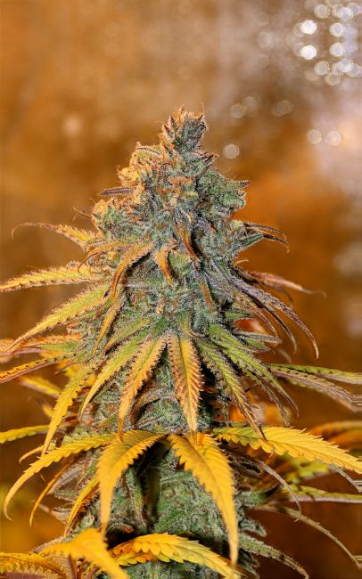 Critical Purple Kush