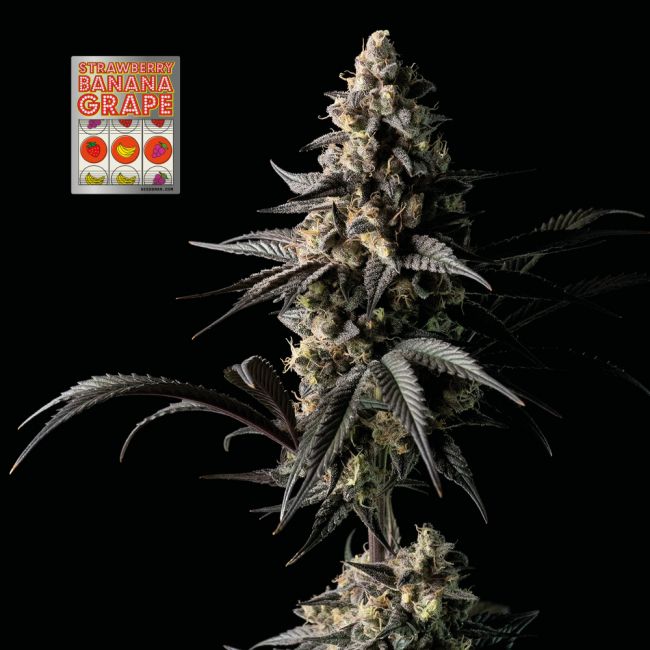 Strawberry Banana Grape