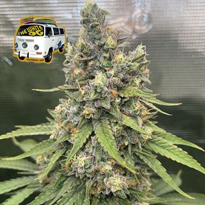 The White OG