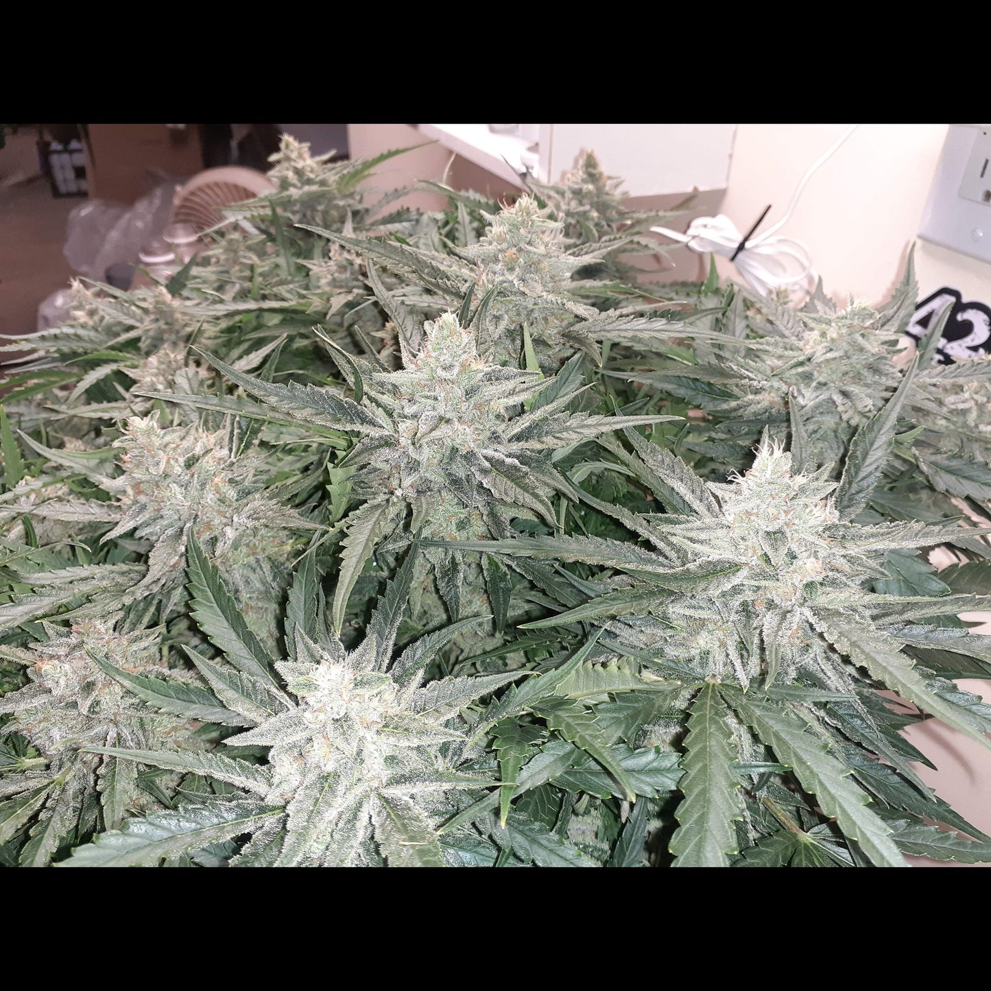 Strawberry Banana Auto