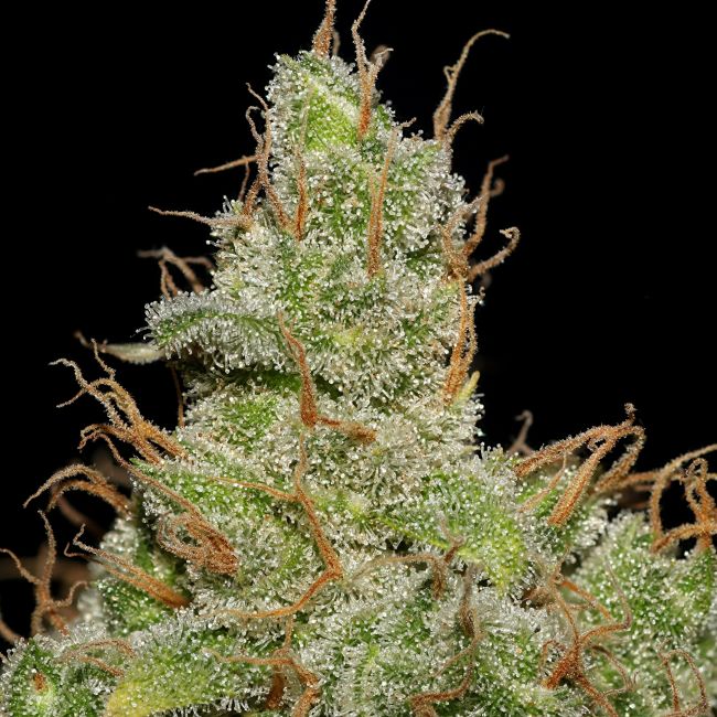 Jack Herer