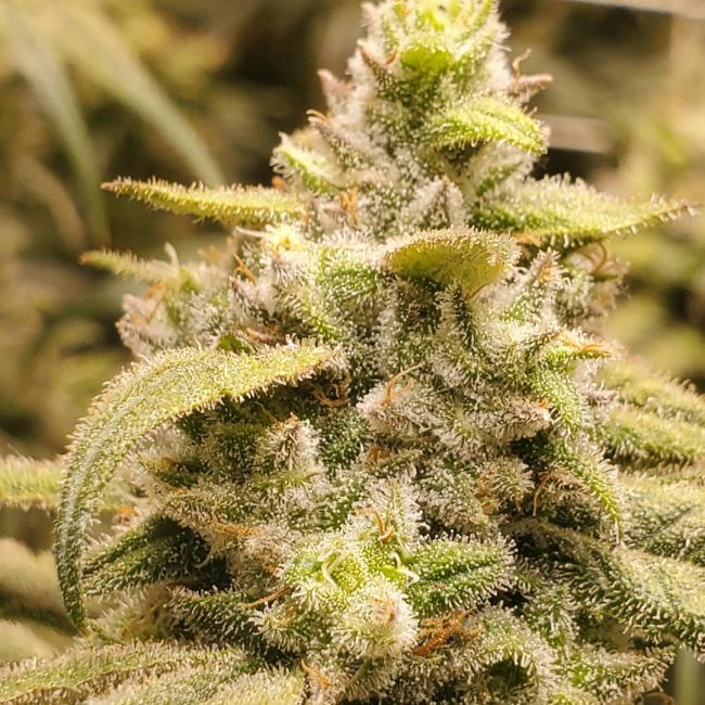 Peyote Gorilla