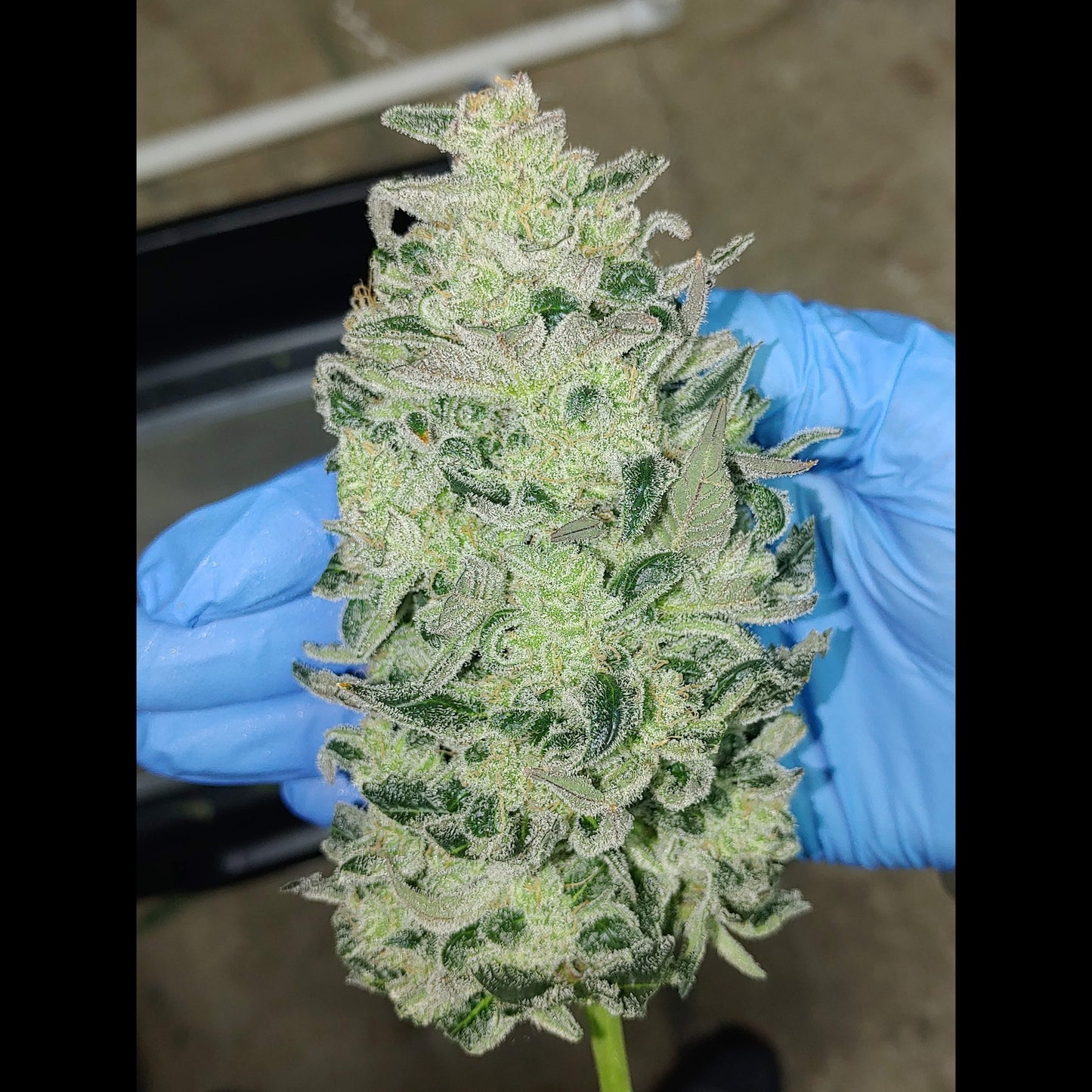 Bruce Banner Auto