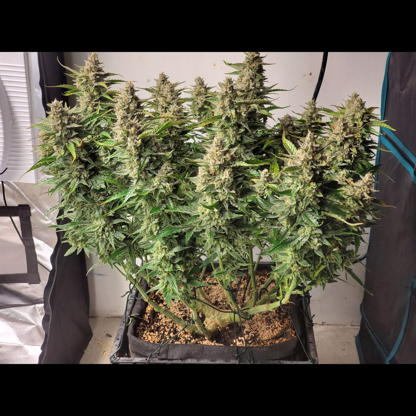 Blue Dream Auto