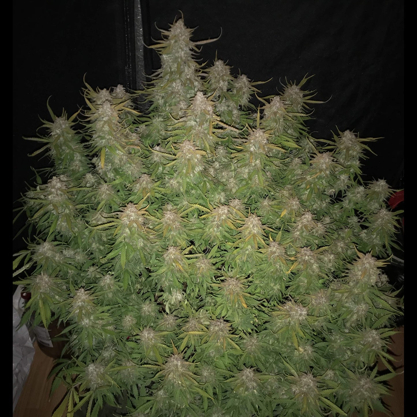 Californian Snow Auto