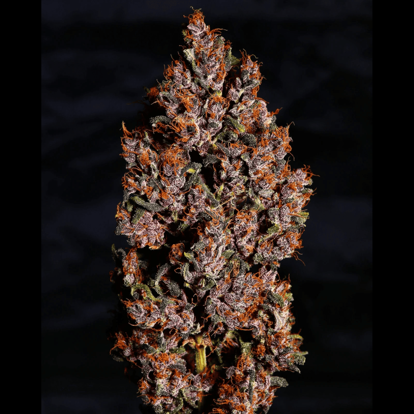 Crystal Meth Auto