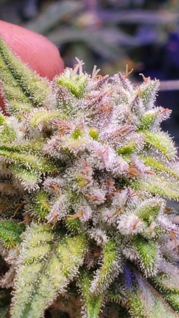 Peyote Gorilla
