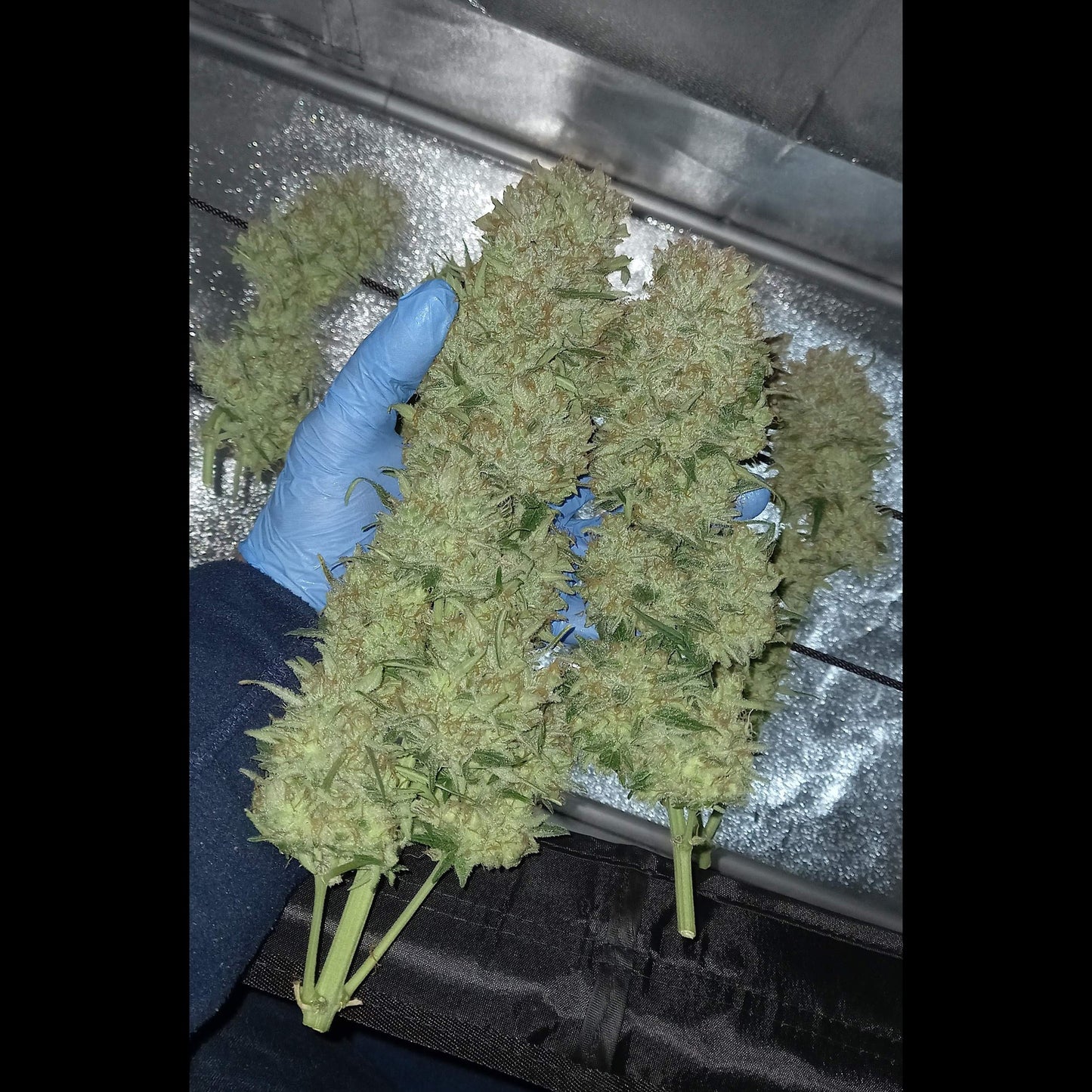 BubbleGum Auto