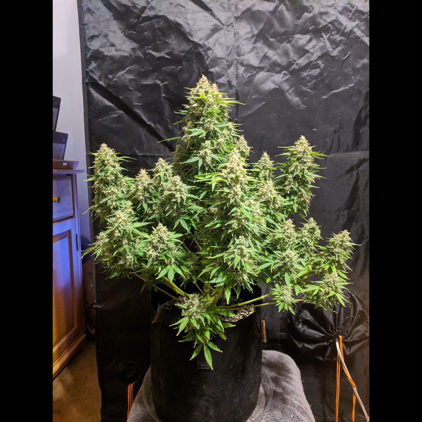 Californian Snow Auto
