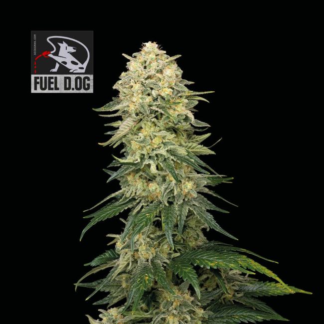 Fuel D.OG
