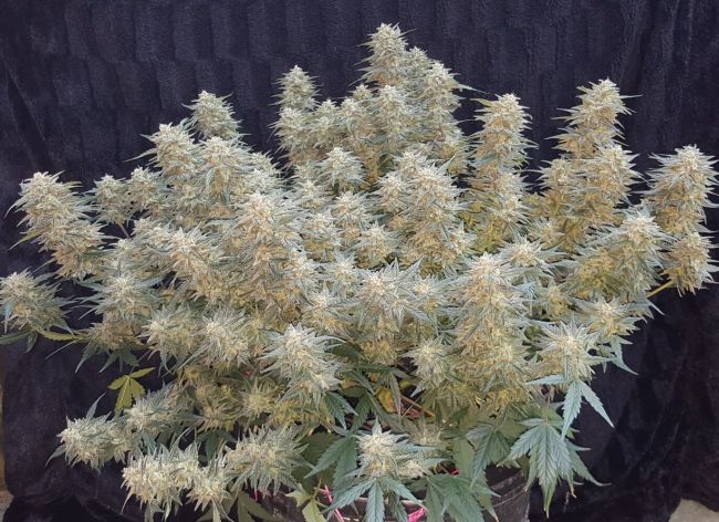 Strawberry Cheesecake Auto