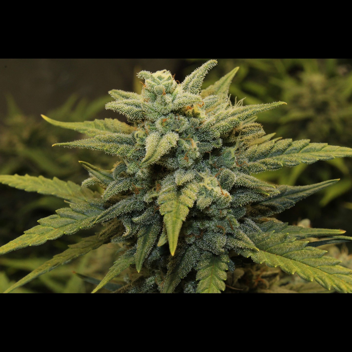 Chemdawg Auto