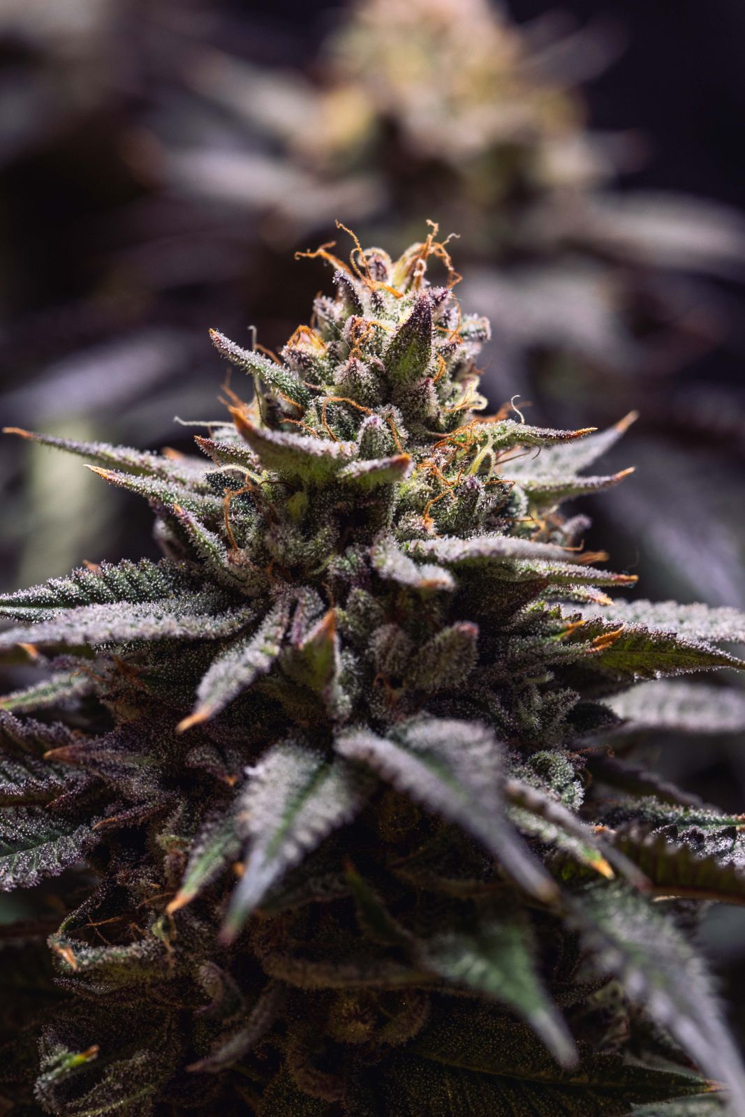 Gorilla Melon