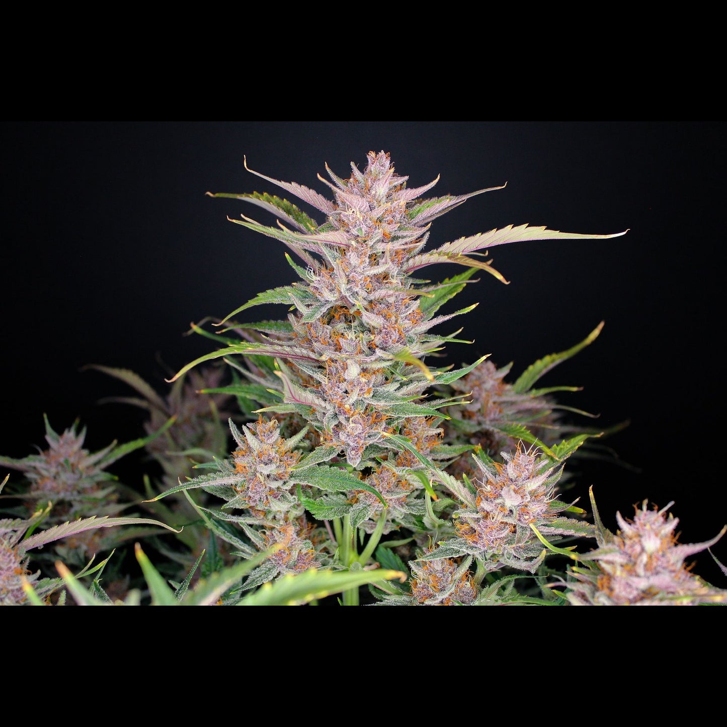 Gorilla Punch Auto