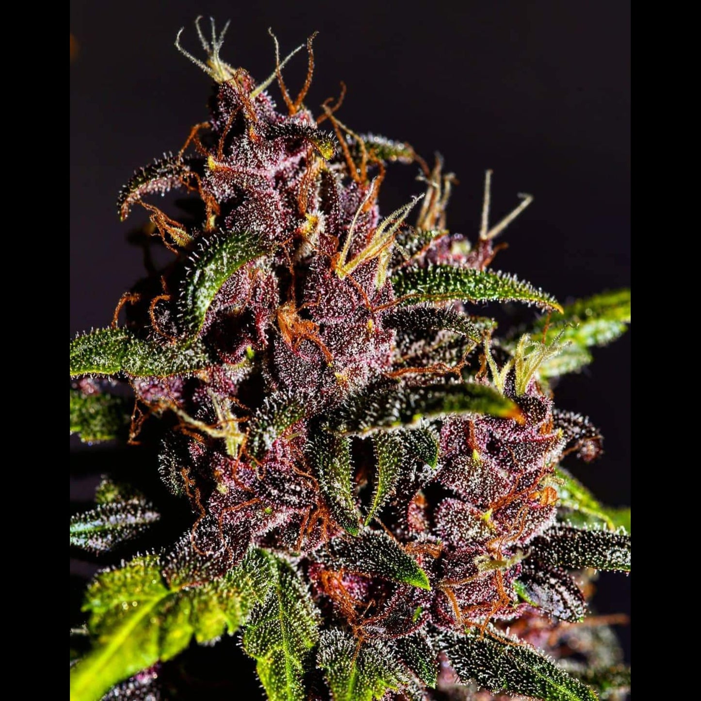 Crystal Meth Auto
