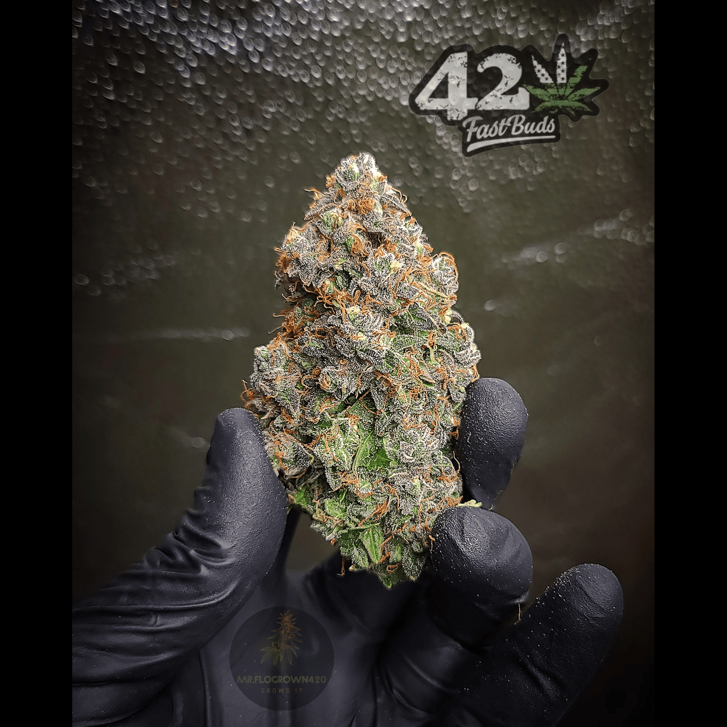 Blueberry Auto