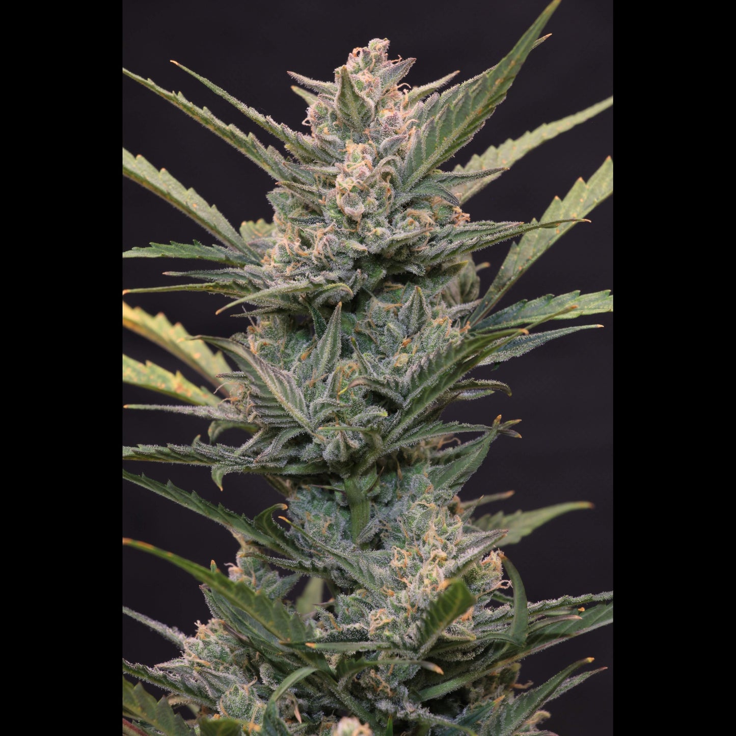 Blue Dream Auto