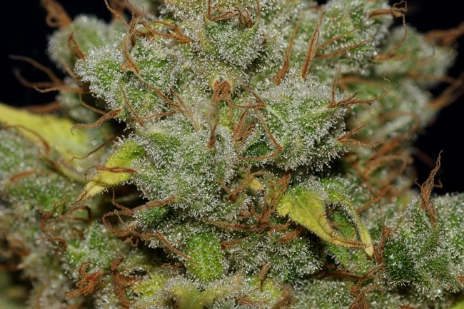 Jack Herer