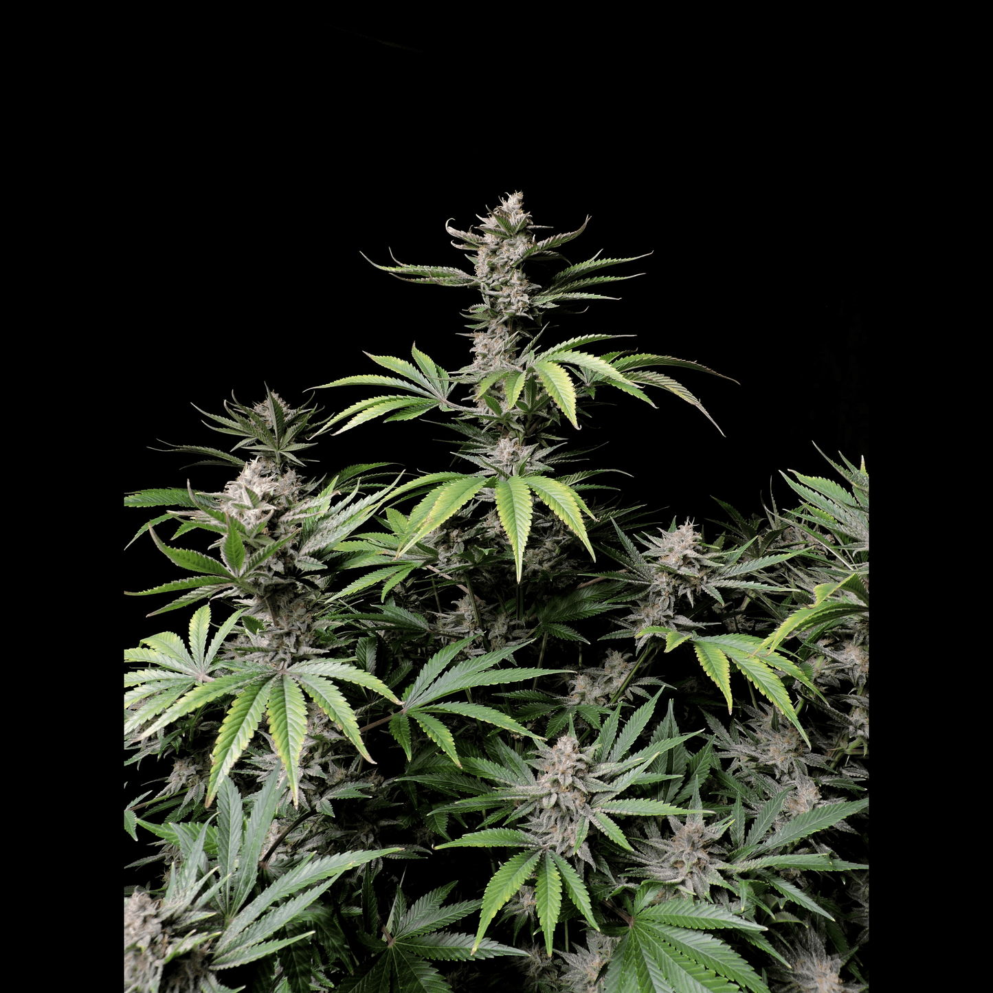 Cherry Cola Auto