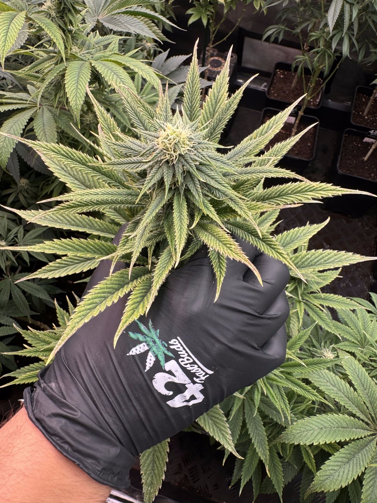 Lemon Mandarin
