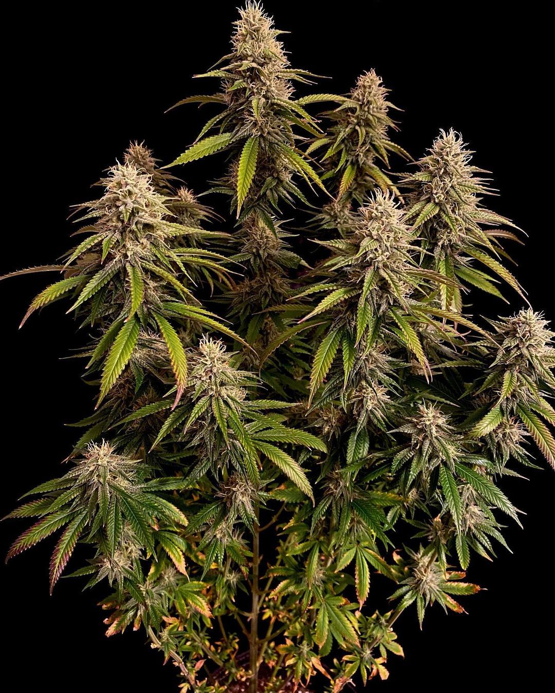 Gorilla Melon