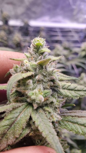 Peyote Gorilla