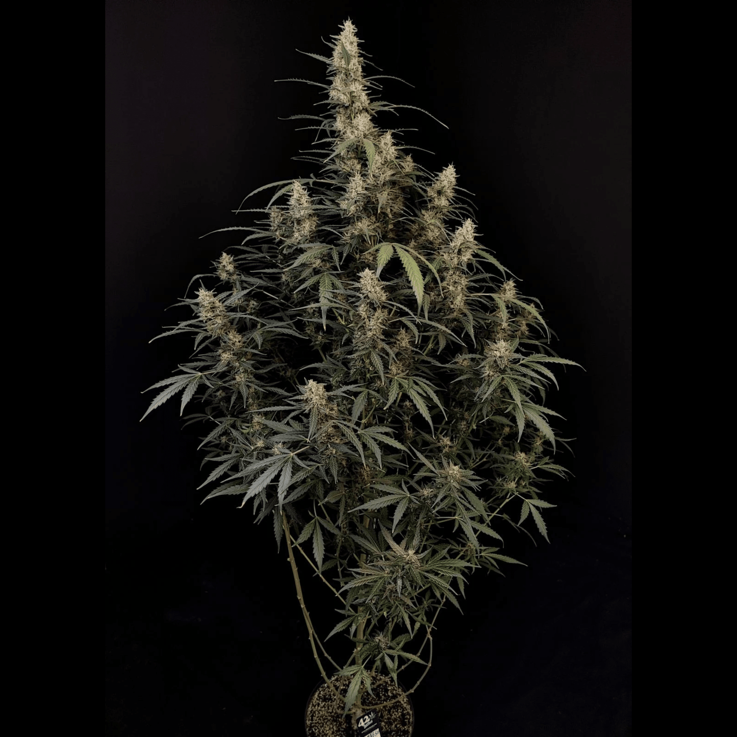 Amnesia Haze Auto