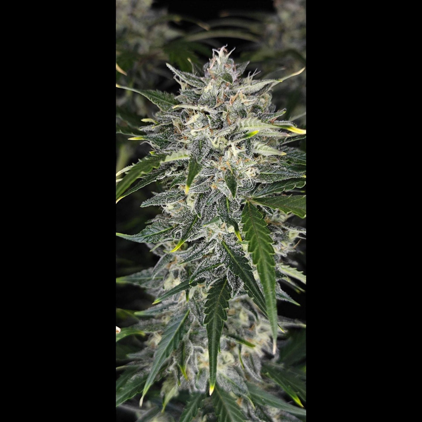 Sour Jealousy Auto
