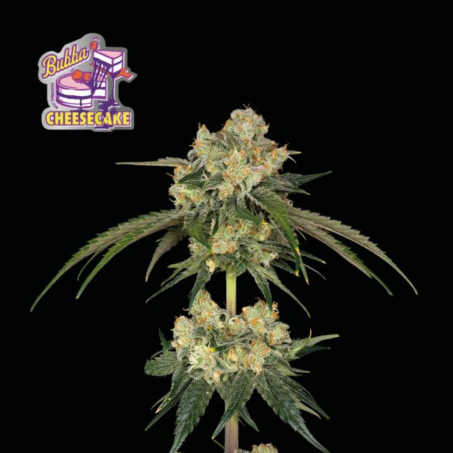 Bubba Cheesecake