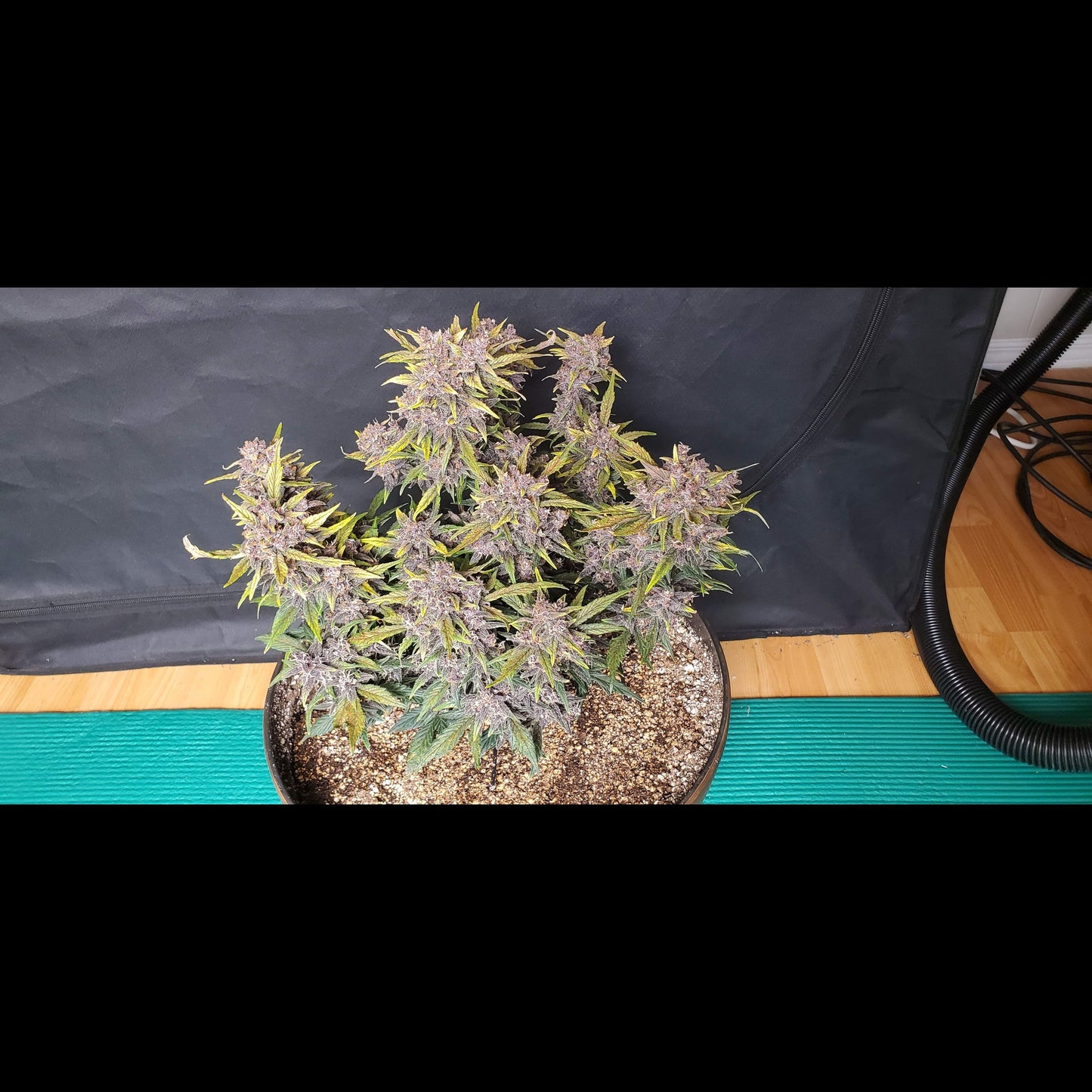 C4 Auto