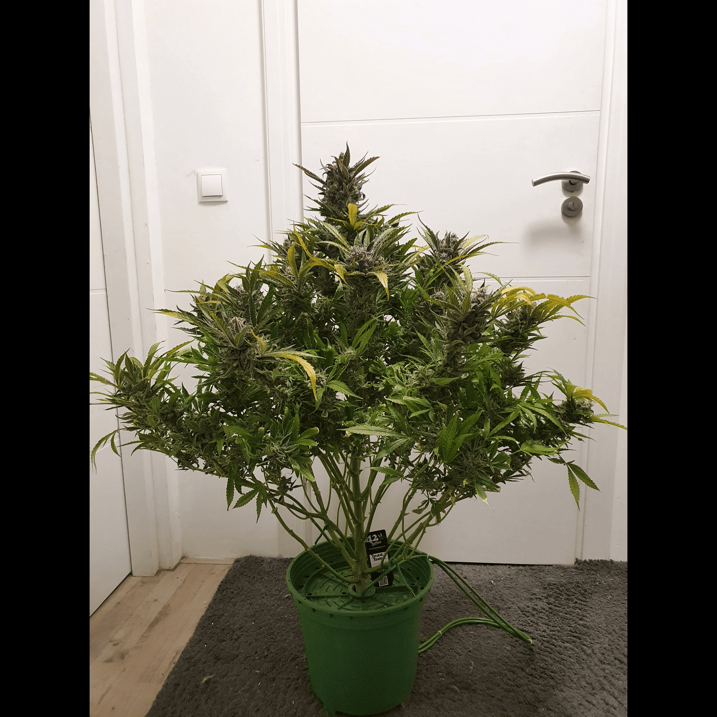 Bruce Banner Auto