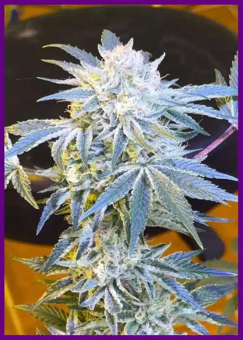 Candy’N Cream