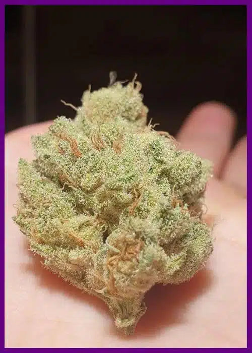 Frozen cherry