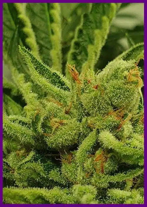 Frozen cherry