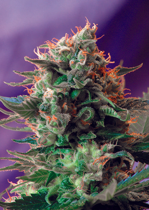 Jack 47 F1 Fast Version®