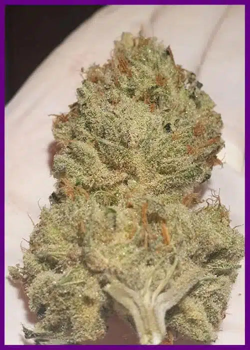 Juicy Drop’Z
