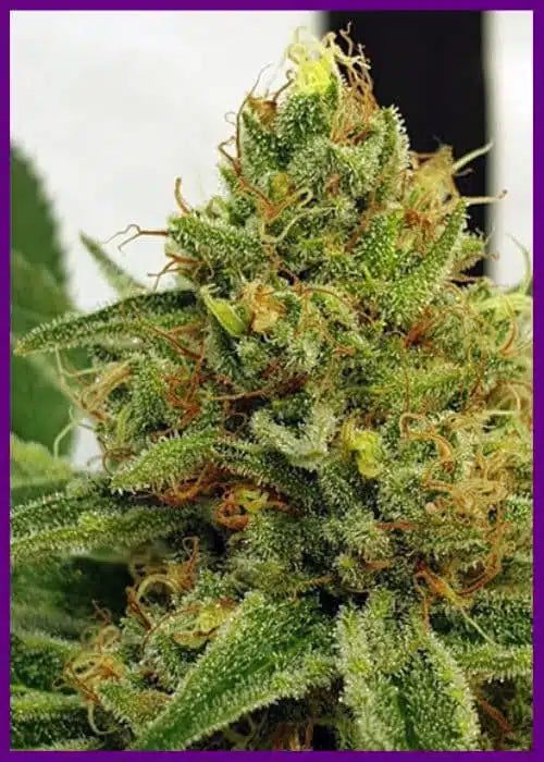 Miss Orange Nectar